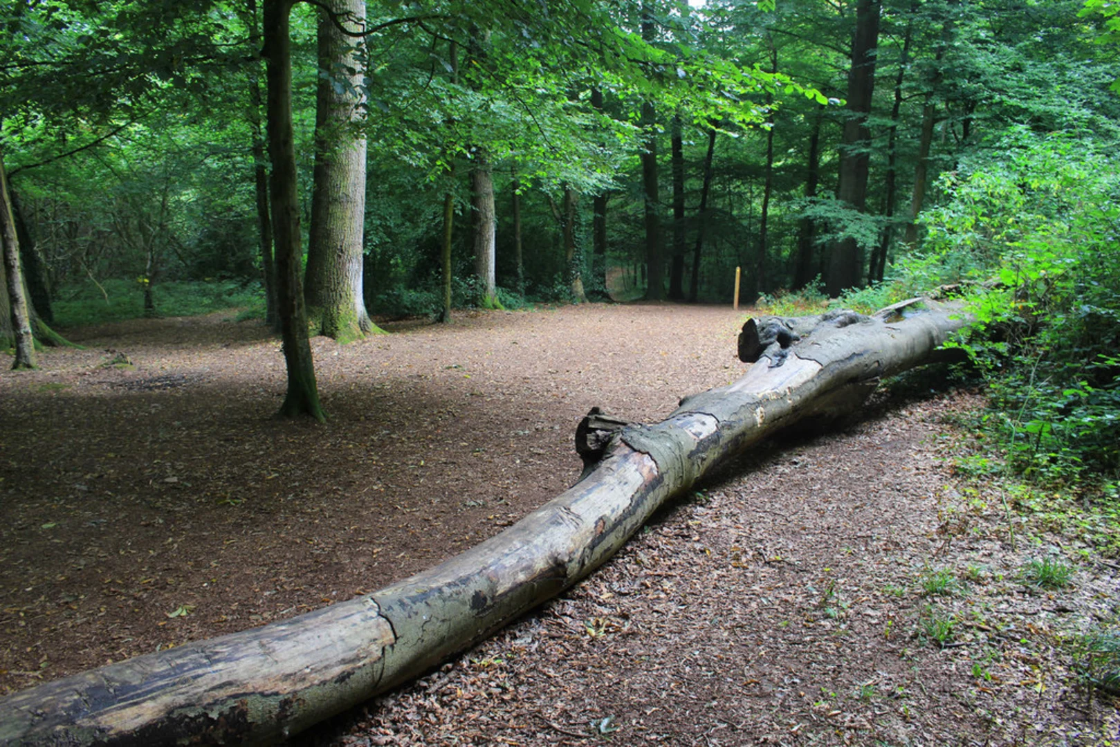 An image depicting the trail Mincinglake Valley Park Loop and its surrounding area.