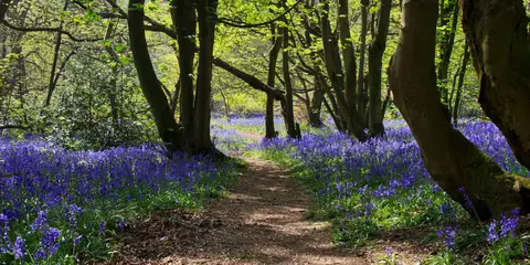 An image depicting the trail Knightley Way and its surrounding area.