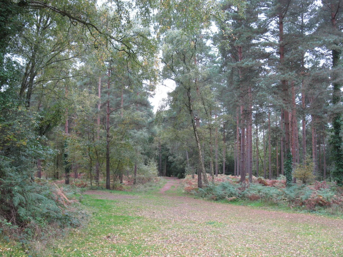 Rams Down adn Ramsdown Plantation Loop