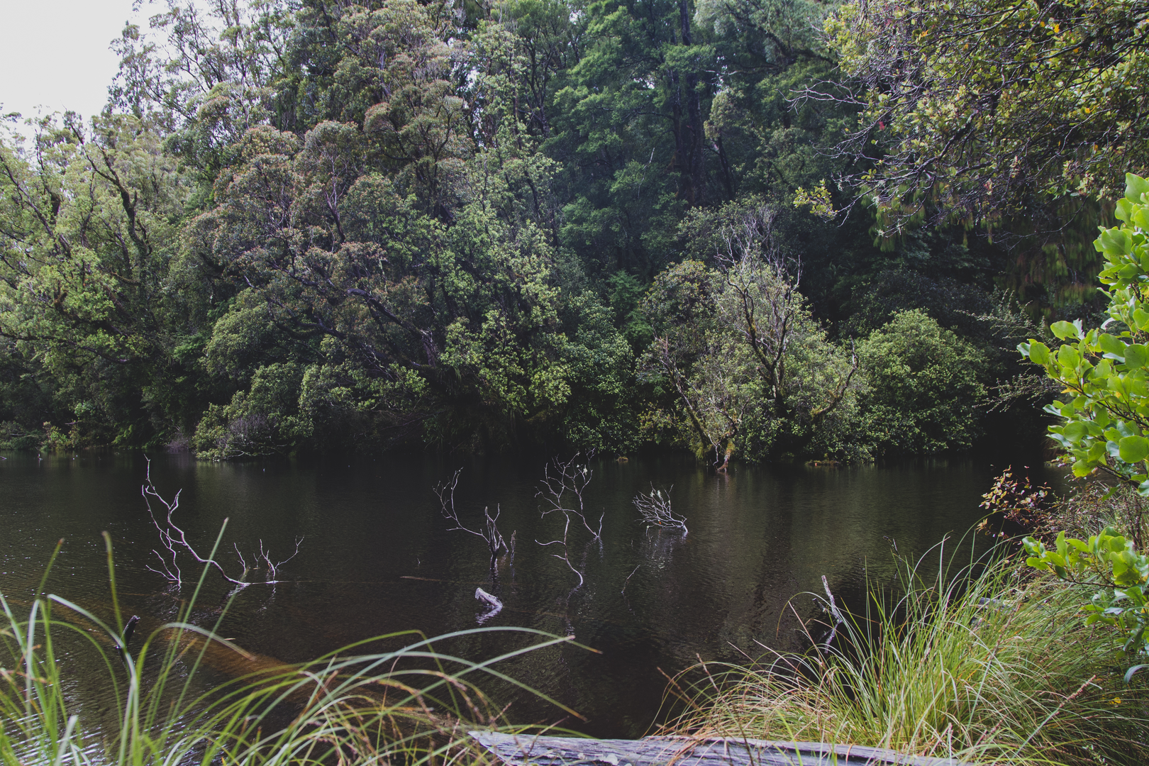 An image depicting the trail Alex Knob Track and its surrounding area.