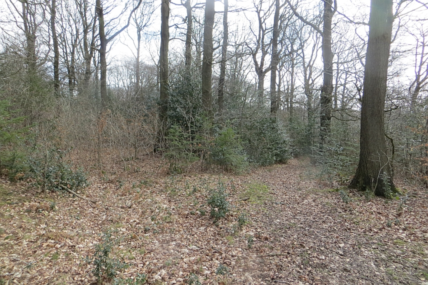 An image depicting the trail Upper Wood Loop and its surrounding area.