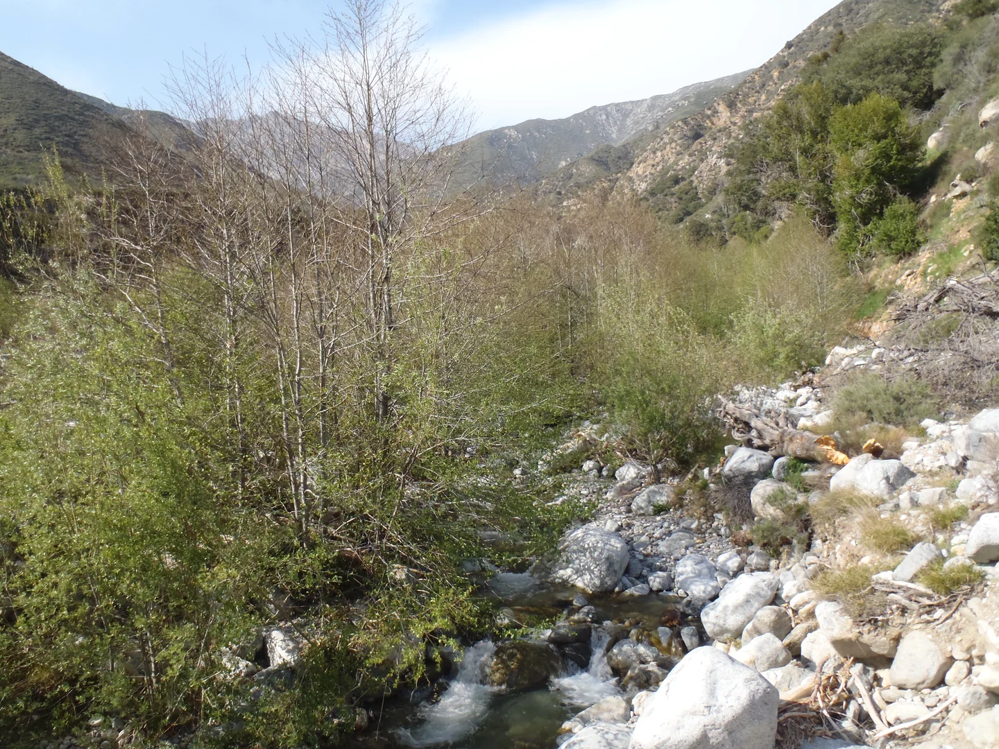 An image depicting the trail Decliff Drive Loop - North and its surrounding area.