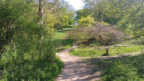 An image depicting the trail Dockey Wood Loop from Little Gaddesden and its surrounding area.