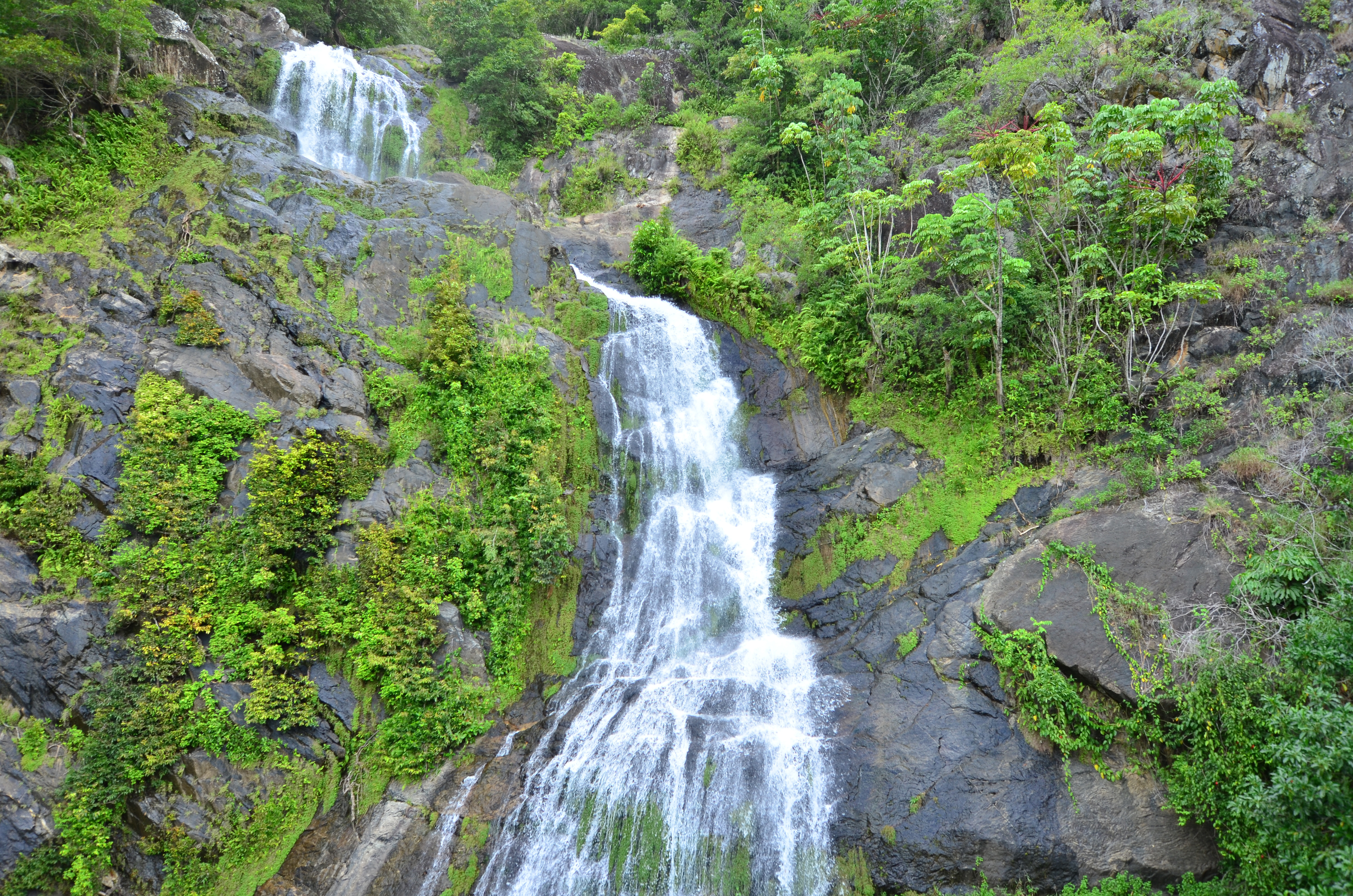 An image depicting the trail Kuranda National Park and its surrounding area.