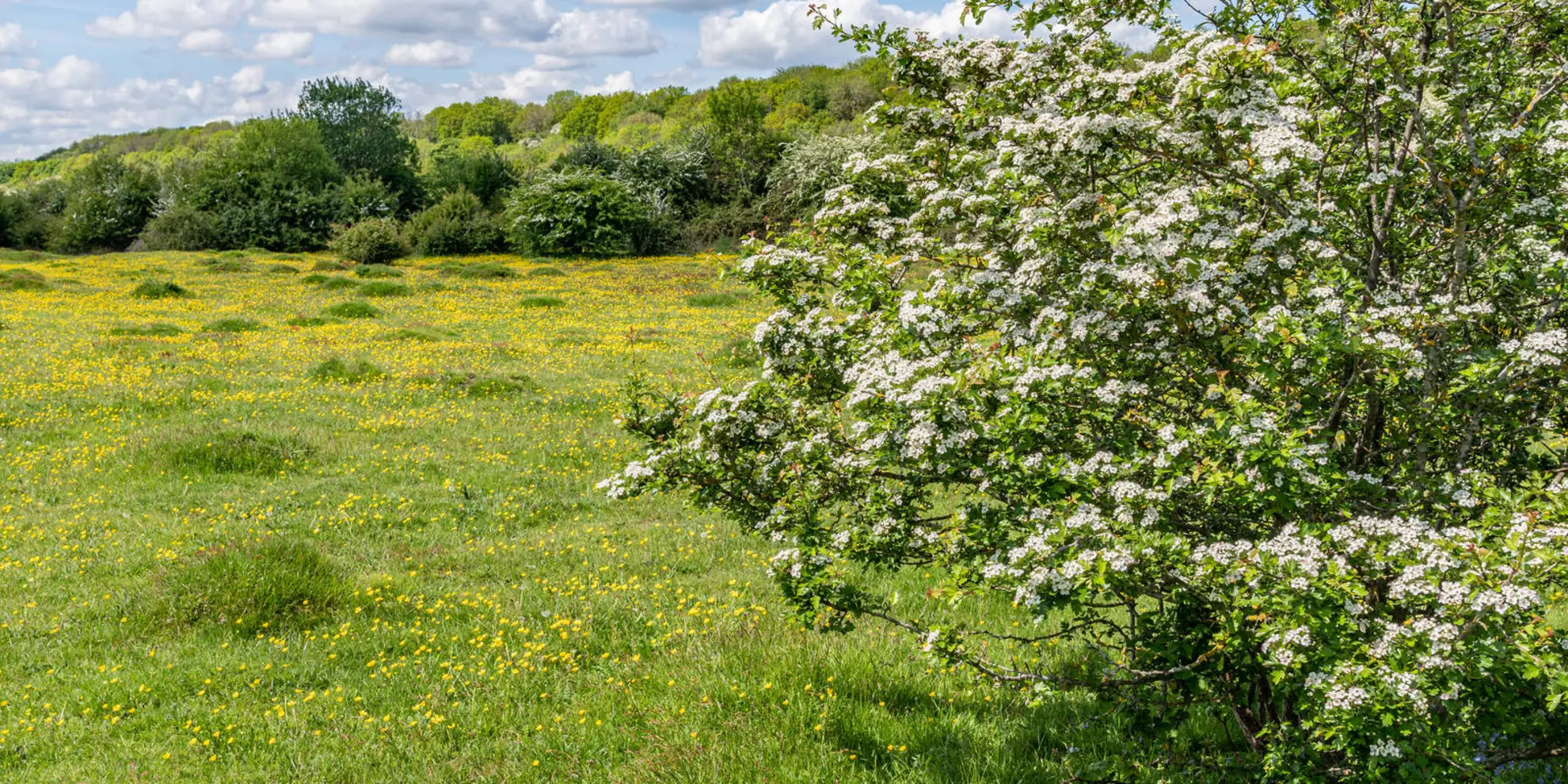 An image depicting the trail Chesham to Rickmansworth - Chess Valley walk and its surrounding area.