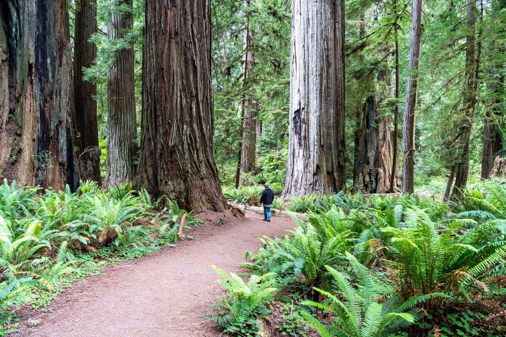 An image depicting the trail Johnson Camp Trail and its surrounding area.