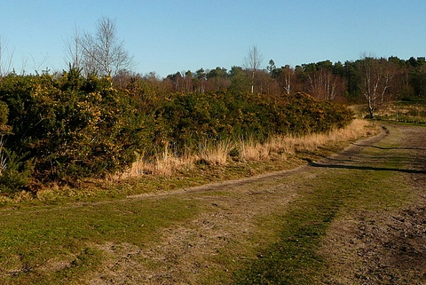 An image depicting the trail Ludshott Common and Headley Down Loop and its surrounding area.