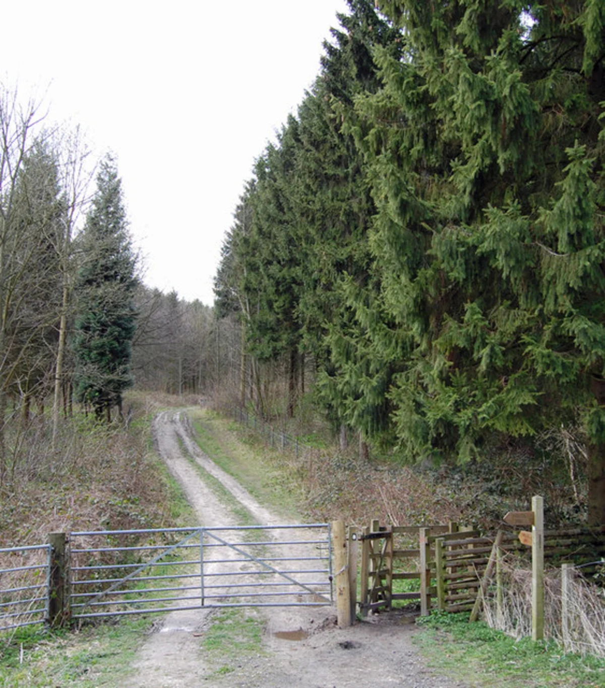 Bilks Hill, Woodland Plantation in Brantingham
