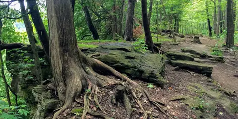 An image depicting the trail Escarpment Loop Trail and its surrounding area.