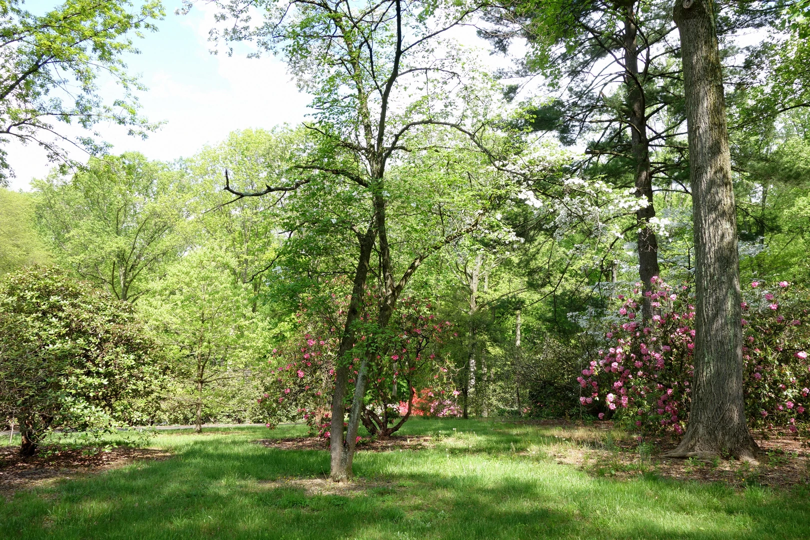 An image depicting the trail Ridley Creek from Blue Trail and its surrounding area.
