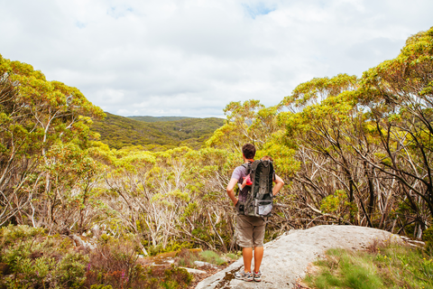Mt Baw Baw to Mushroom Rocks Trail