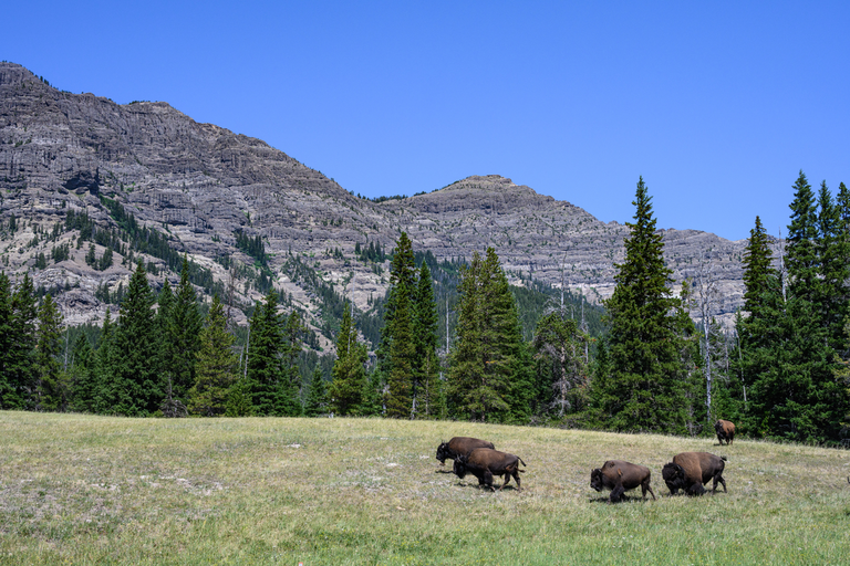 An image depicting the trail Pebble Creek Trail to Bliss Pass and its surrounding area.