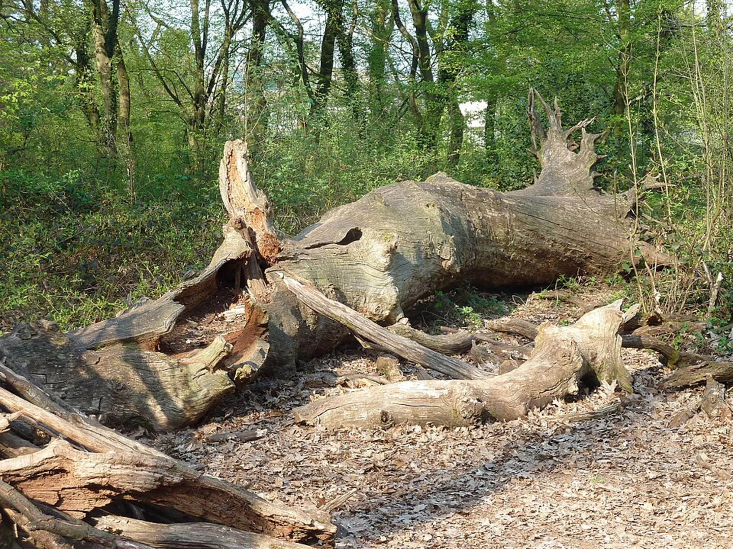 An image depicting the trail Schwanheimer Wald North Loop via Höllenweg and its surrounding area.