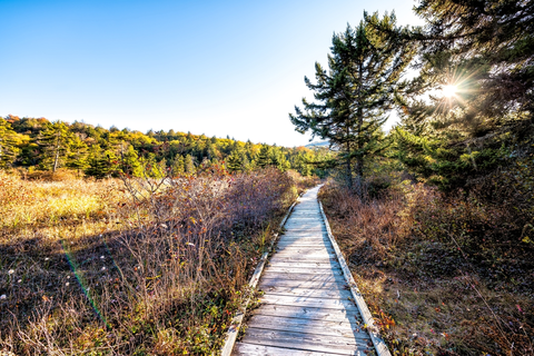 An image depicting the trail Cranberry Glades Boardwalk Trail and its surrounding area.