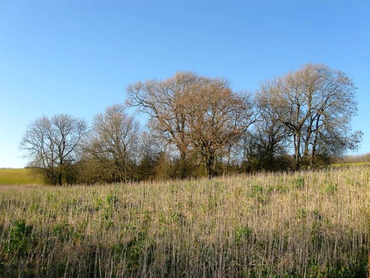 Highpark Wood and Film Heap Loop