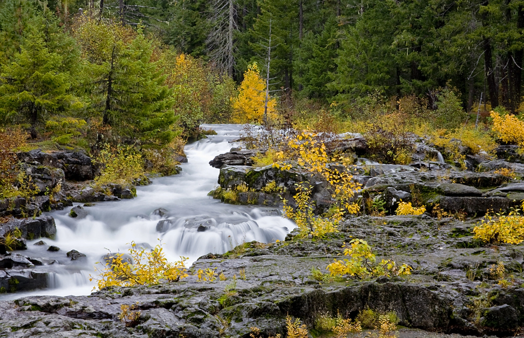 An image depicting the trail Rogue Gorge Trail and its surrounding area.