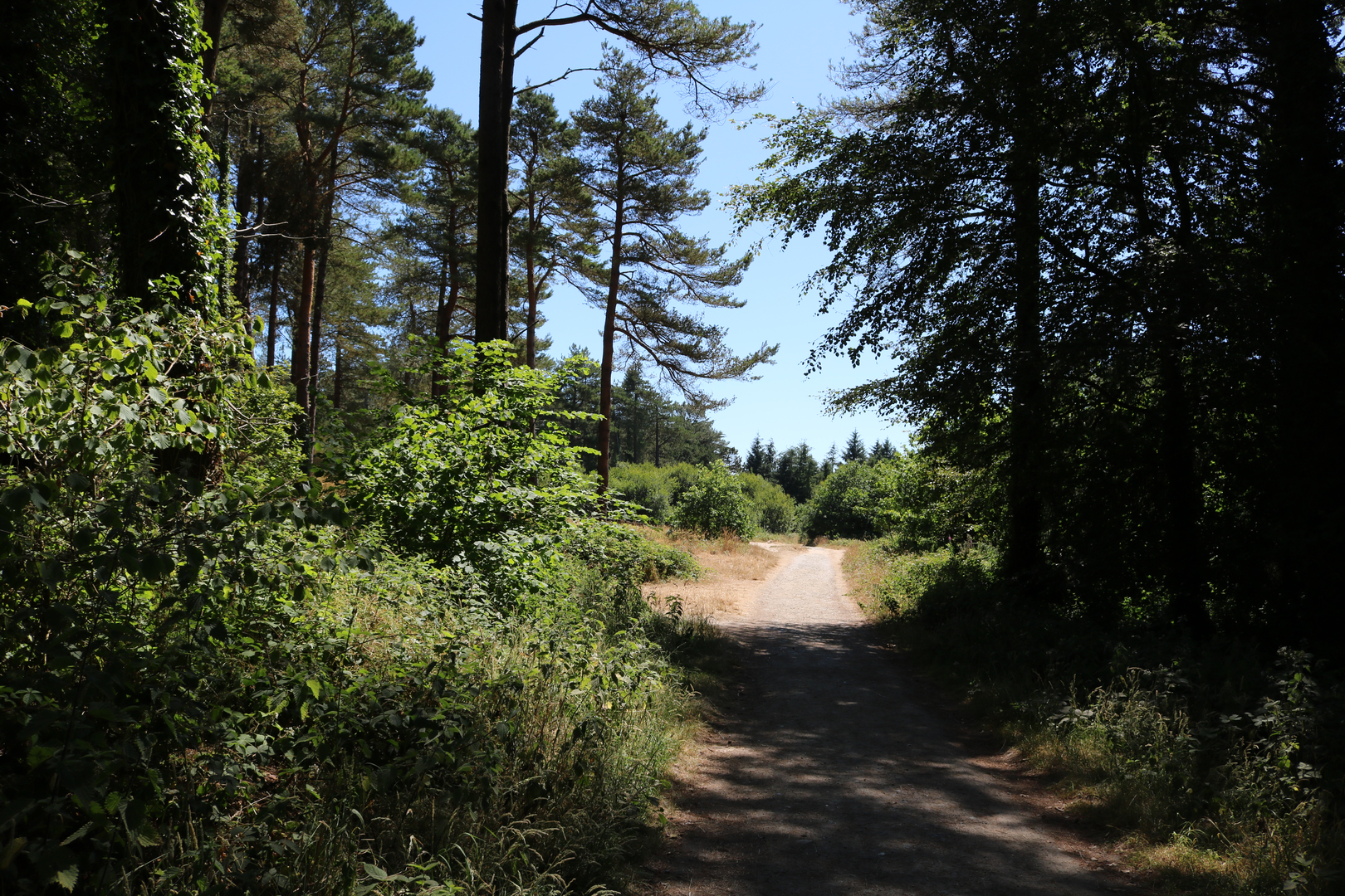 An image depicting the trail Raven Wood Loop and its surrounding area.