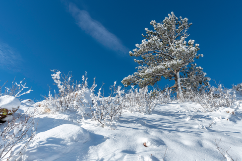 An image depicting the trail Mount Galbraith Loop and its surrounding area.
