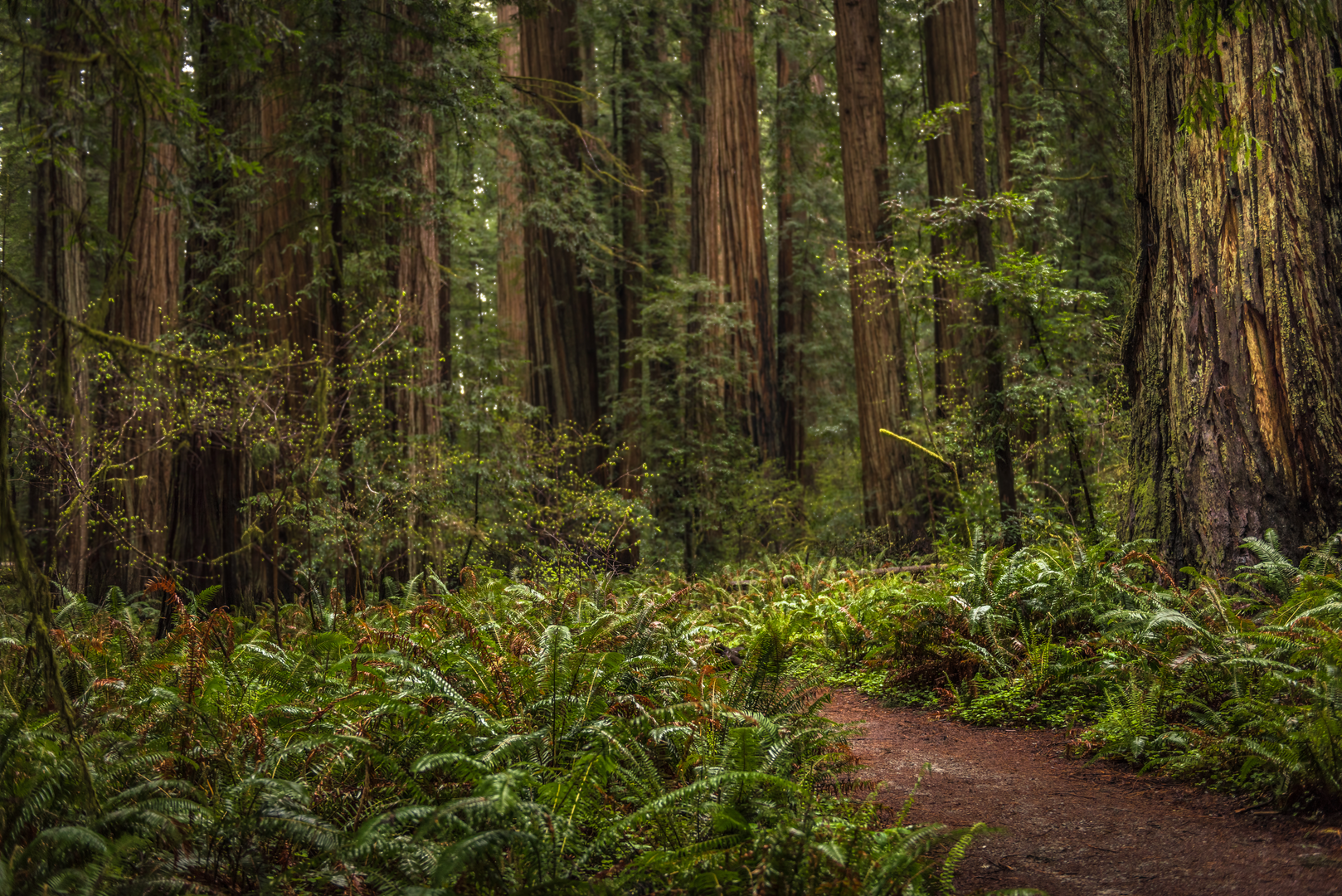 An image depicting the trail Bigfoot Trail and its surrounding area.