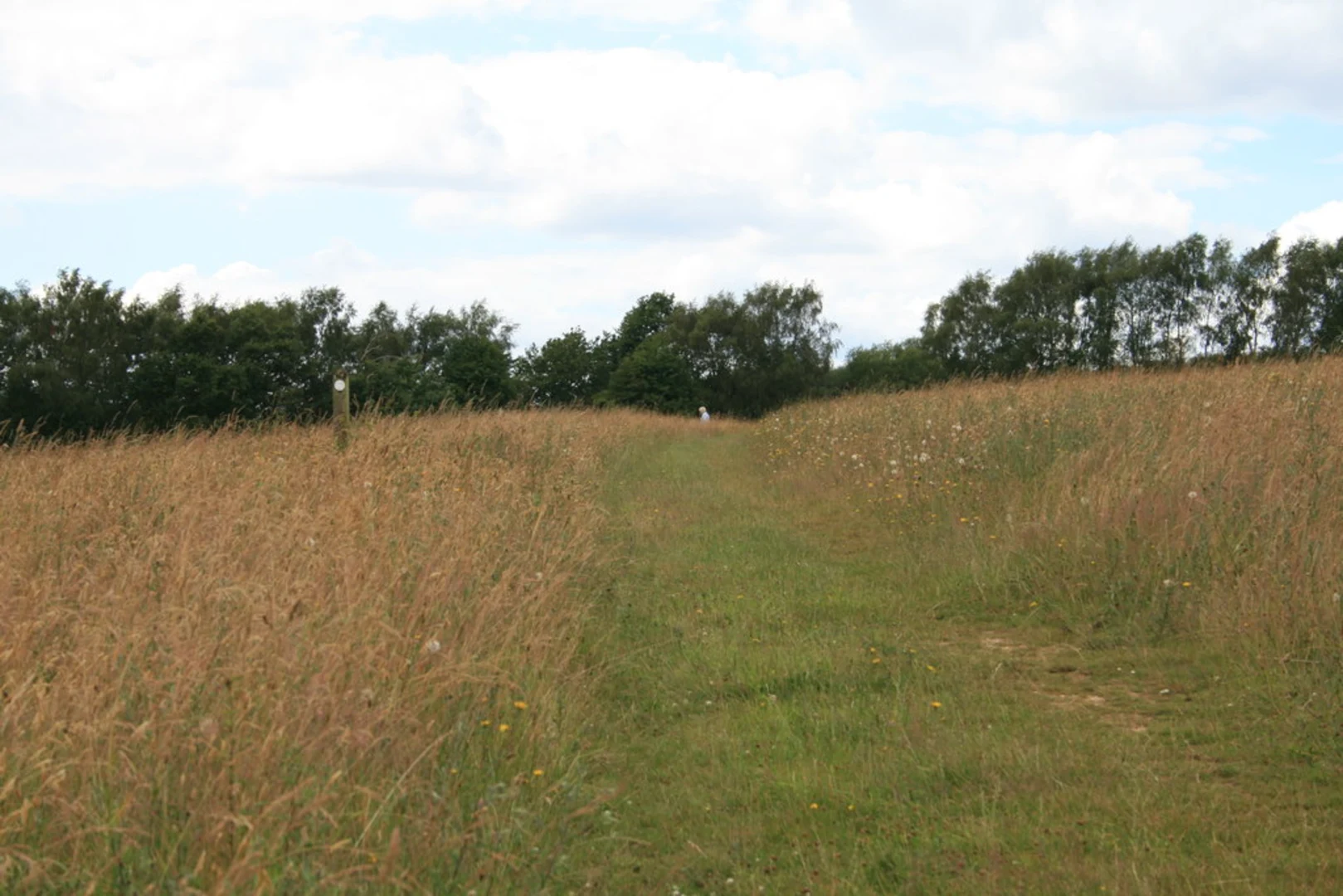 An image depicting the trail Banstead Heath Circular Walk and its surrounding area.