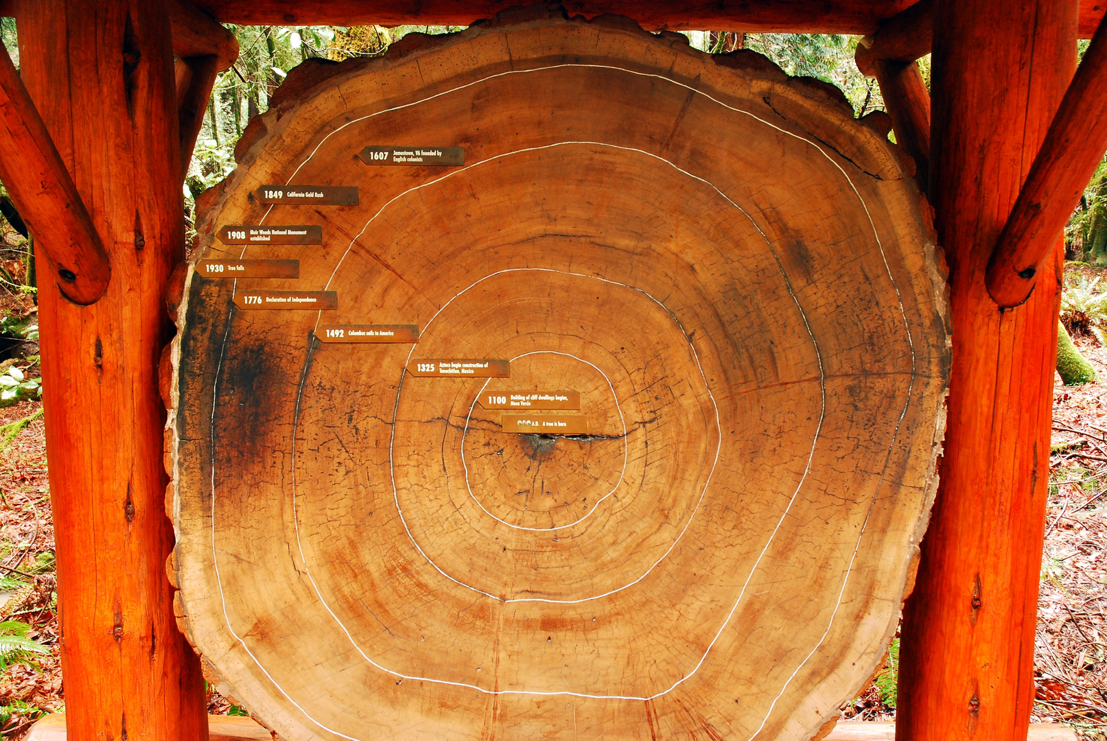 An image depicting the trail Fern Creek, Hillside Trail, Redwood Trail and Dipsea Loop Trail and its surrounding area.