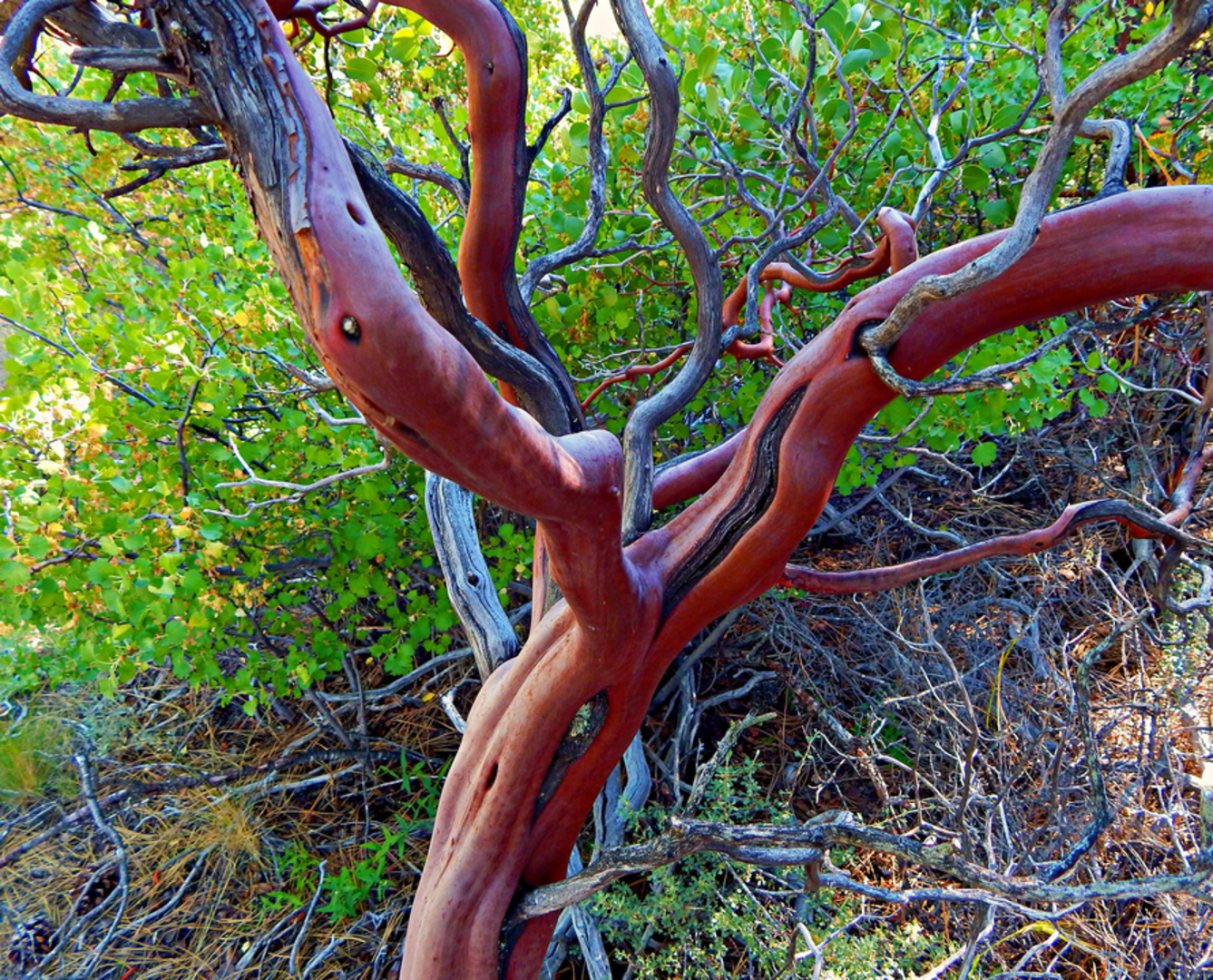 An image depicting the trail Whychus Draw via Whychus Creek Overlook Trail and its surrounding area.