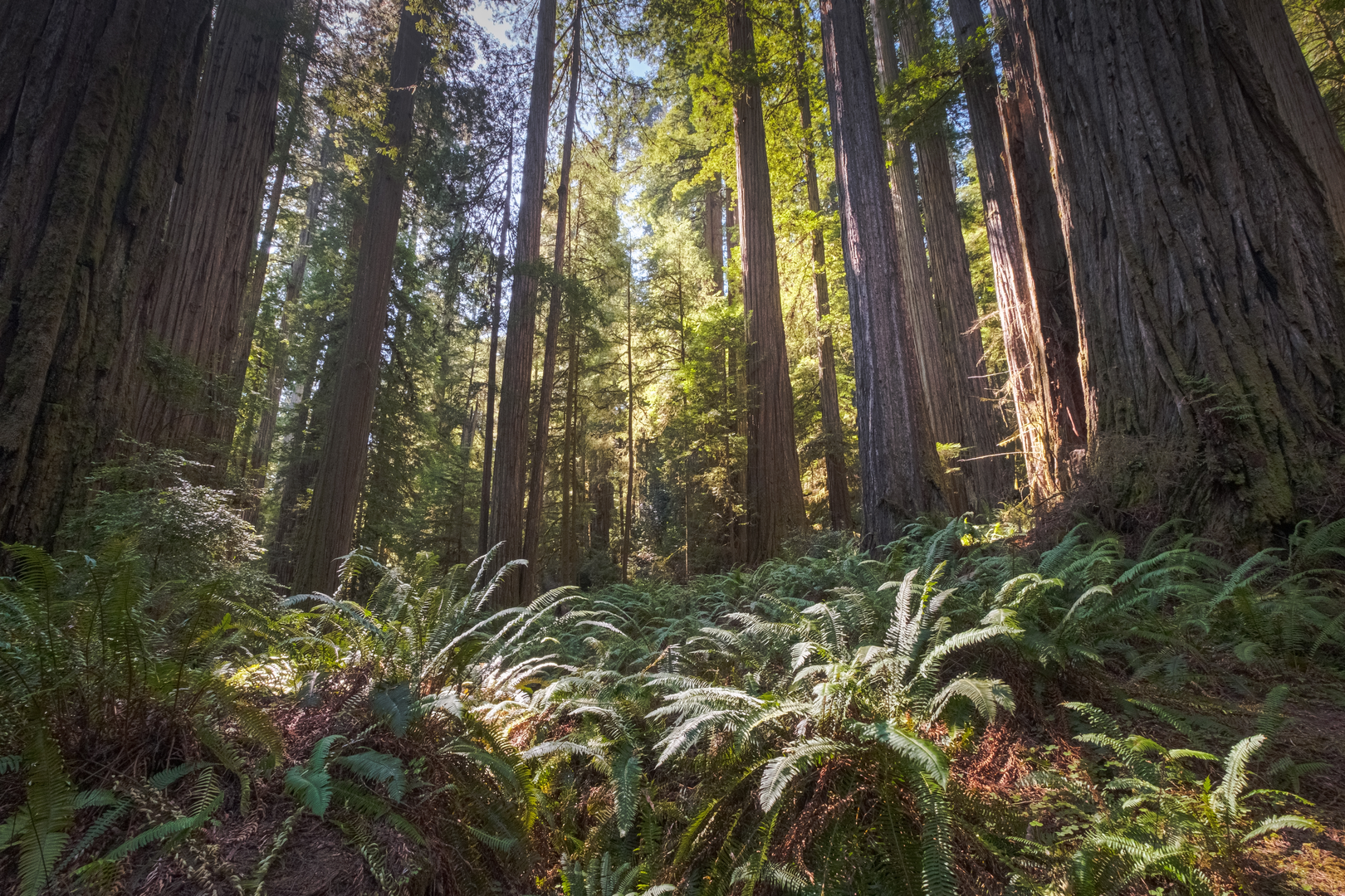 An image depicting the trail Mill Creek and Hiouchi Trail and its surrounding area.