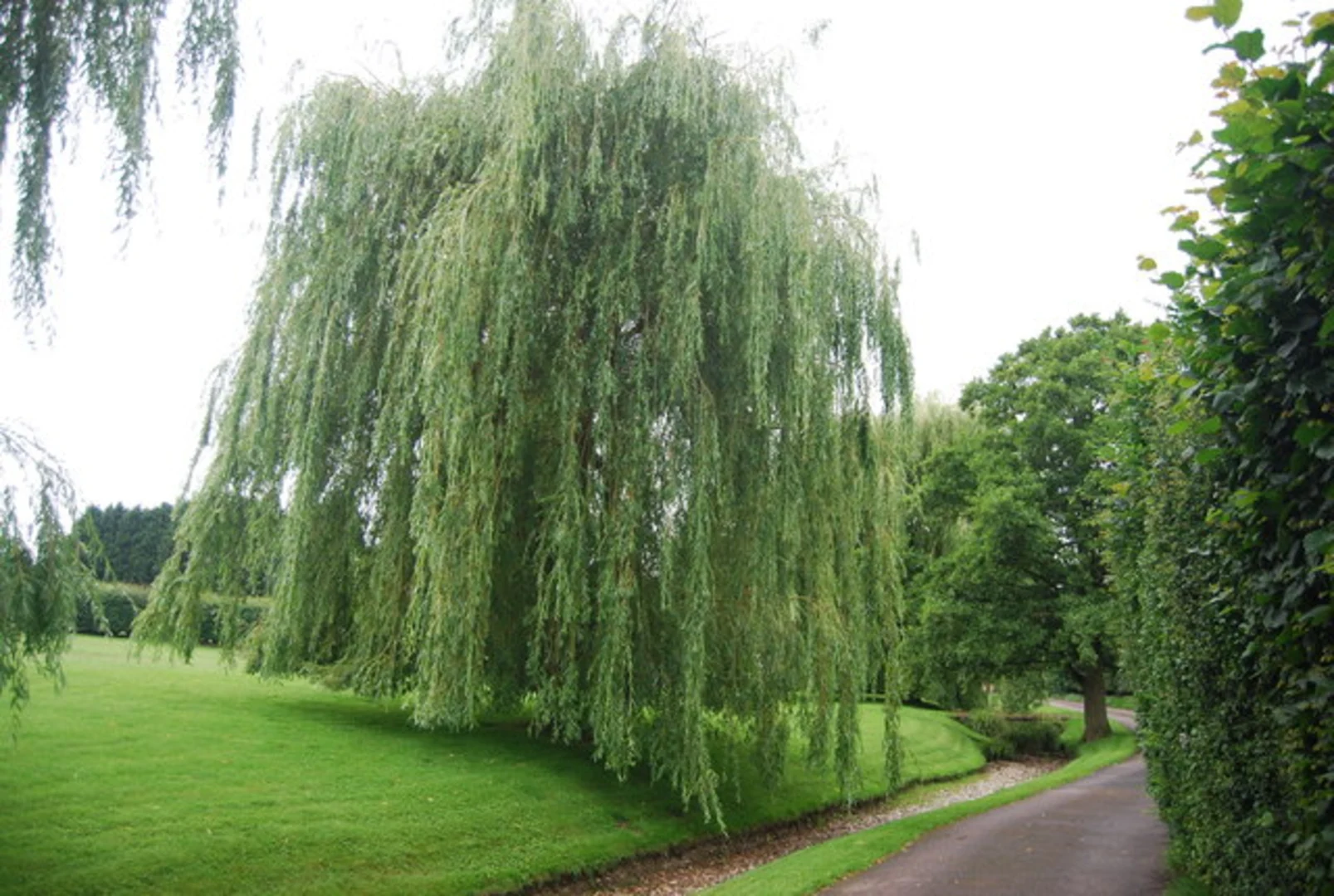 An image depicting the trail Birling Loop and its surrounding area.