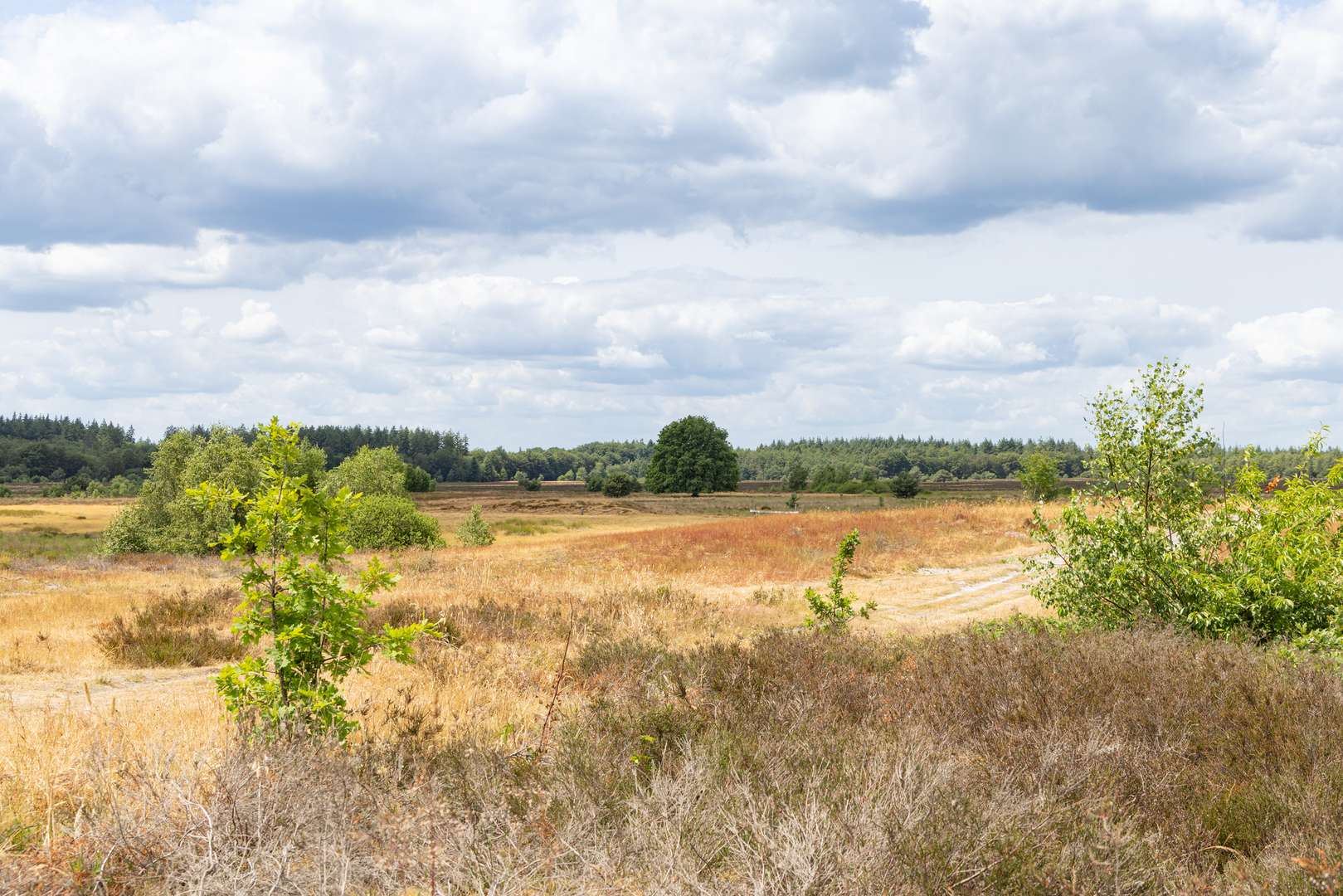 An image depicting the trail Witrijt to Broekhoven via Cartierheide and De Tasbroeke and its surrounding area.