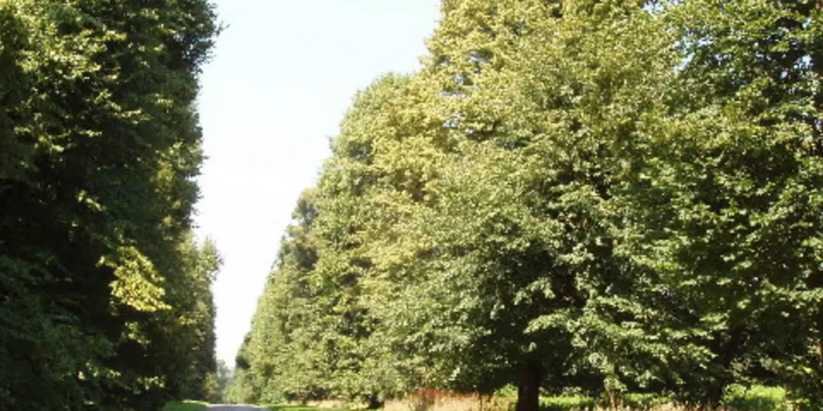 Christmas Common - Ibstone Common and Turville Heath