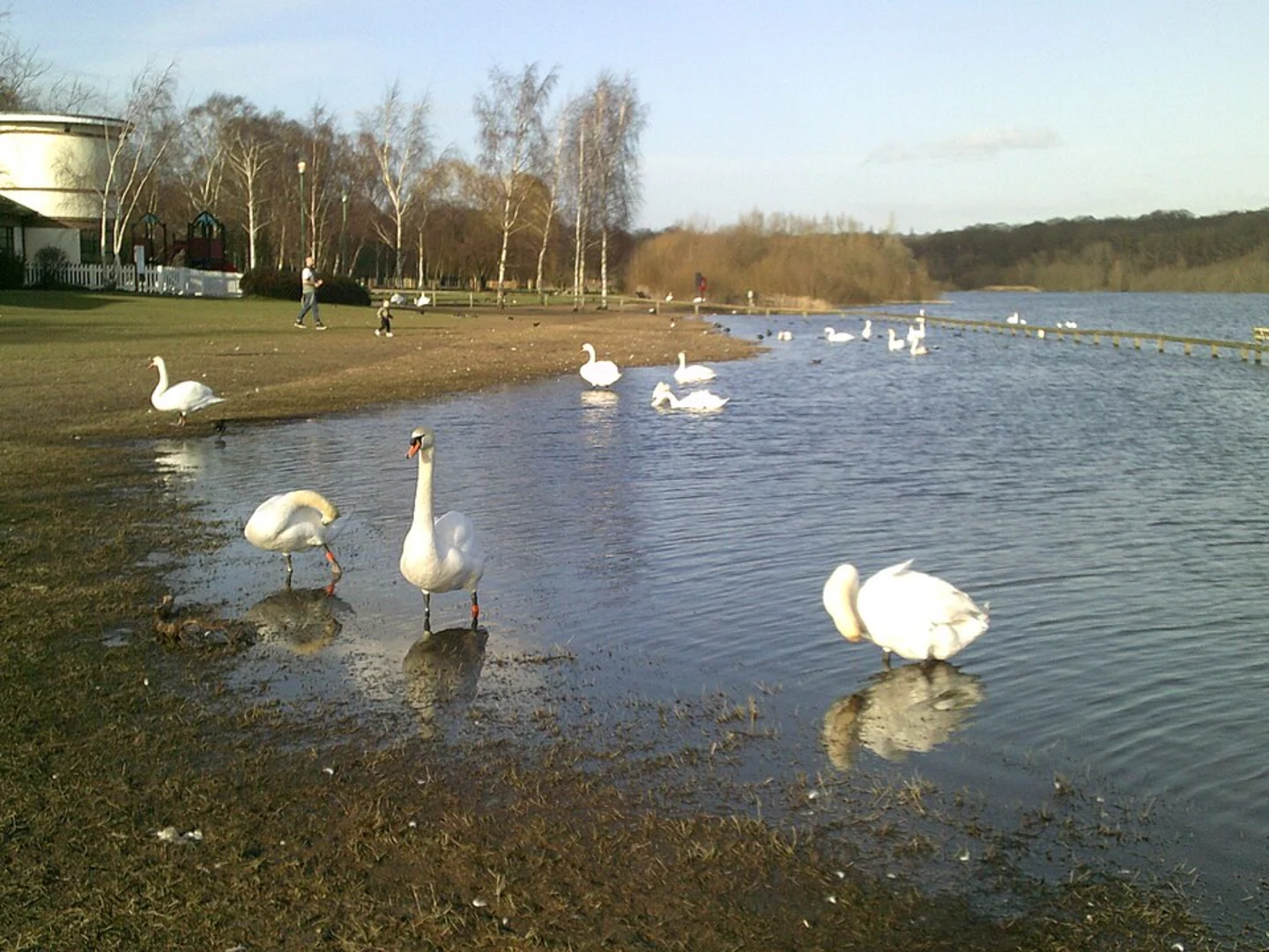 An image depicting the trail Wood Bay and Ruislip Lido Loop and its surrounding area.
