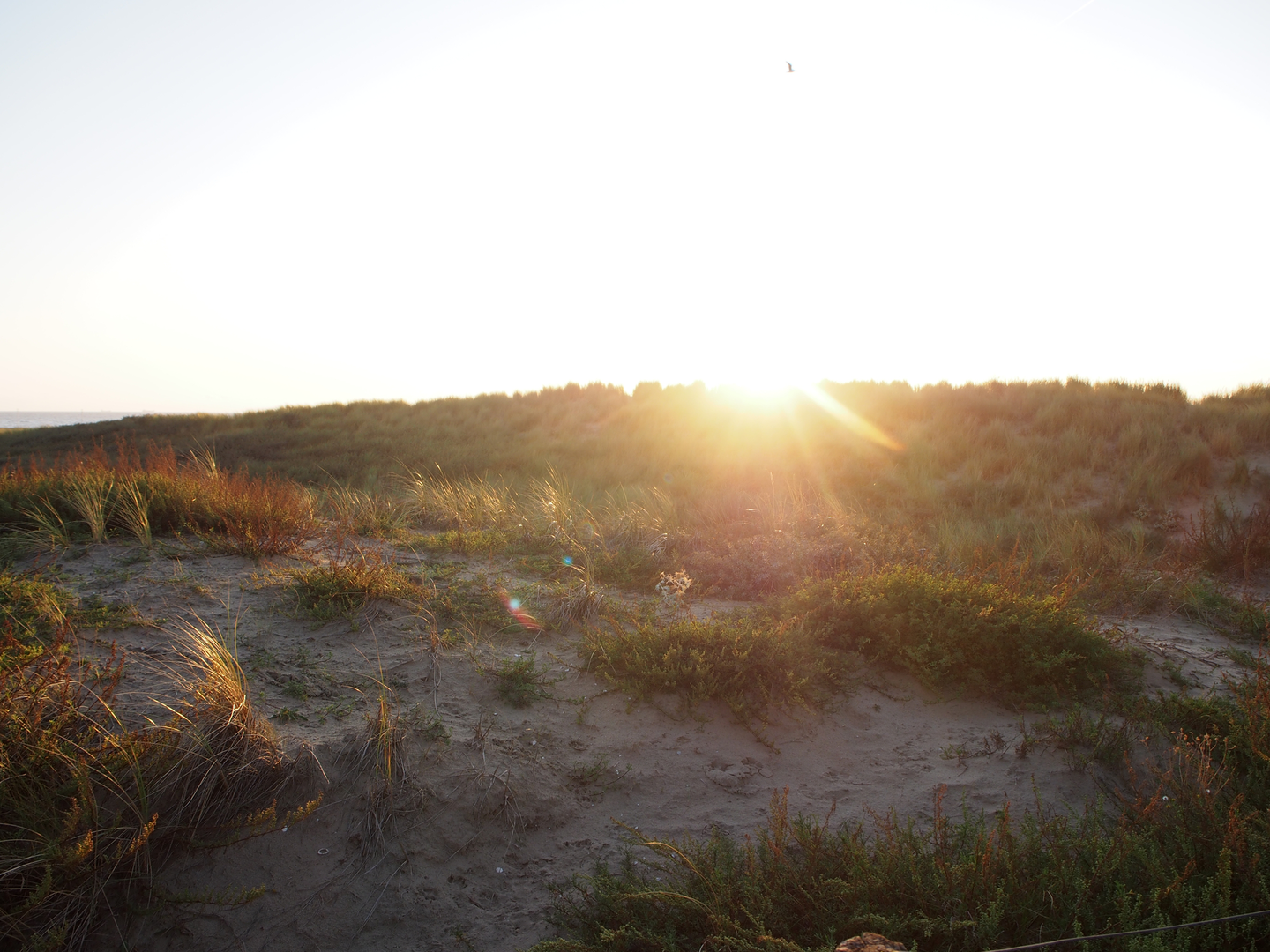 An image depicting the trail Oost Weg, Vogelenveld, Starrenbroek and Paardenkerhof Loop and its surrounding area.