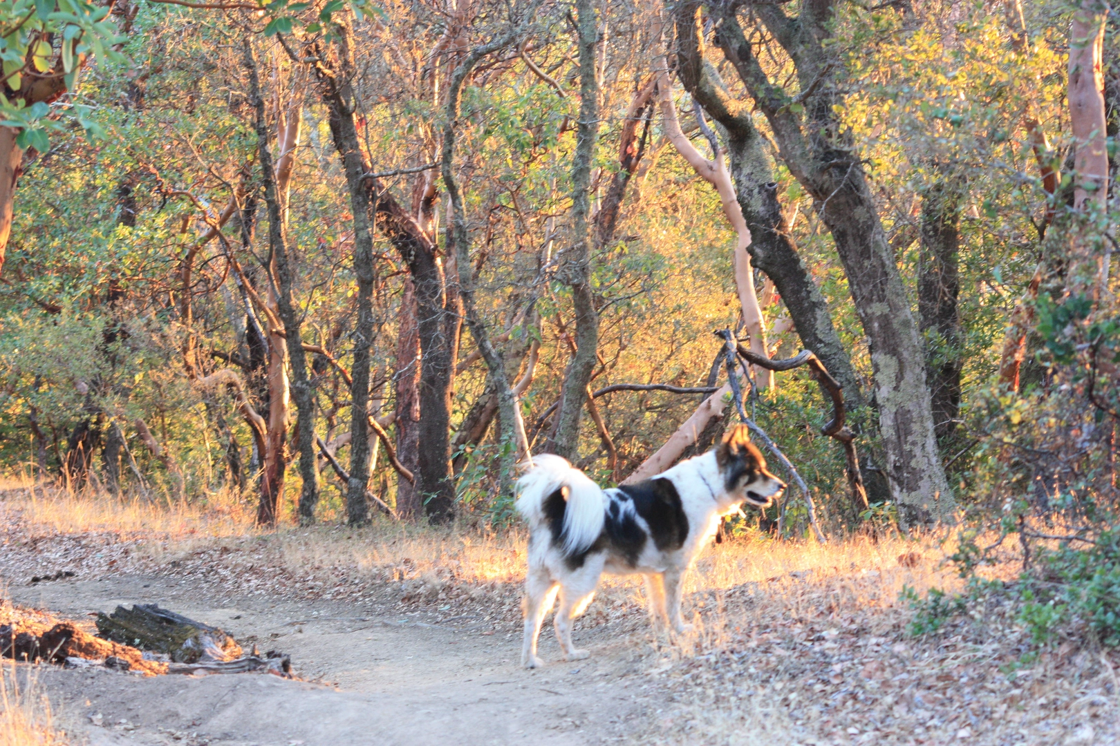 An image depicting the trail Indian Valley Trail and Witzel Loop Trail and its surrounding area.