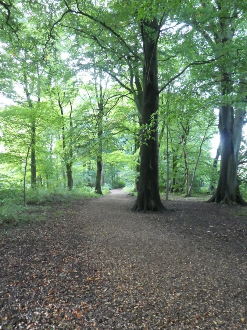 An image depicting the trail Lancaster University Woodland Loop Walk and its surrounding area.
