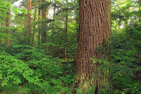 An image depicting the trail Hearts Content National Scenic Area Trail and its surrounding area.