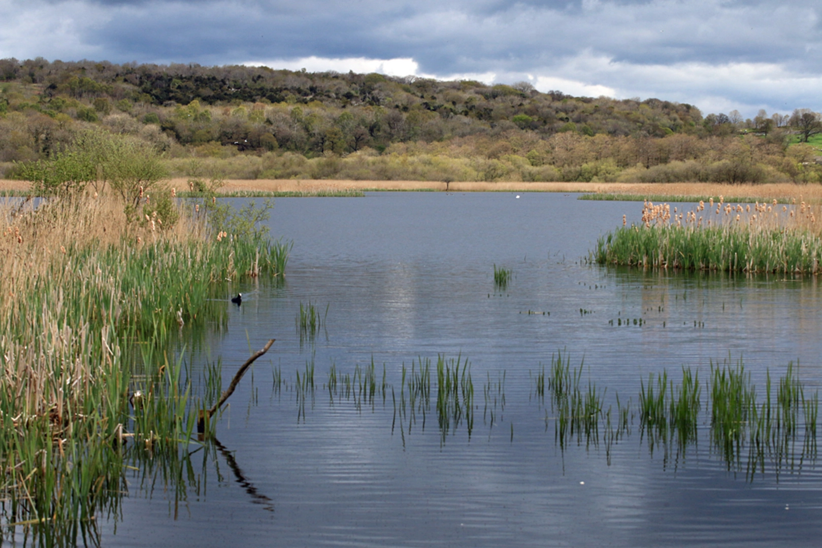An image depicting the trail Leighton Moss Nature Reserve Loop and its surrounding area.