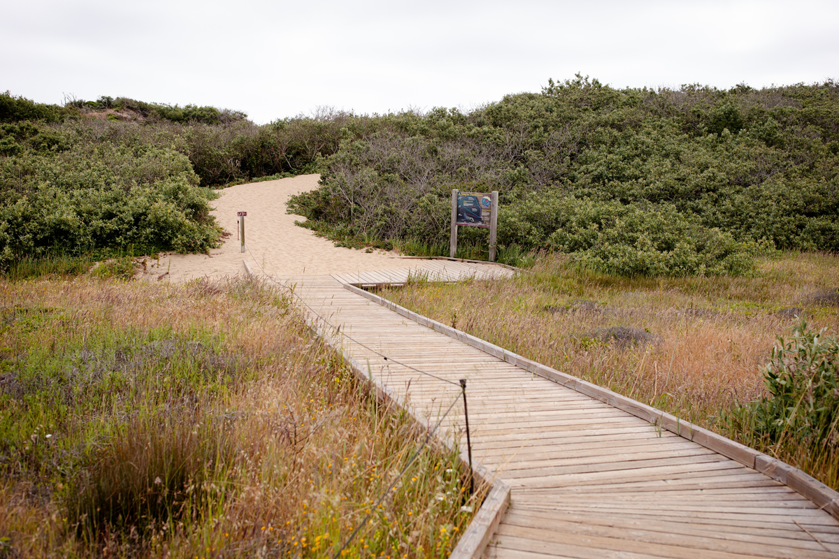Año Nuevo Point Trail Out and Back