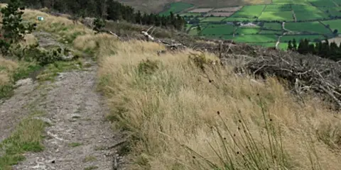 An image depicting the trail Blackstairs Mountain Trail and its surrounding area.