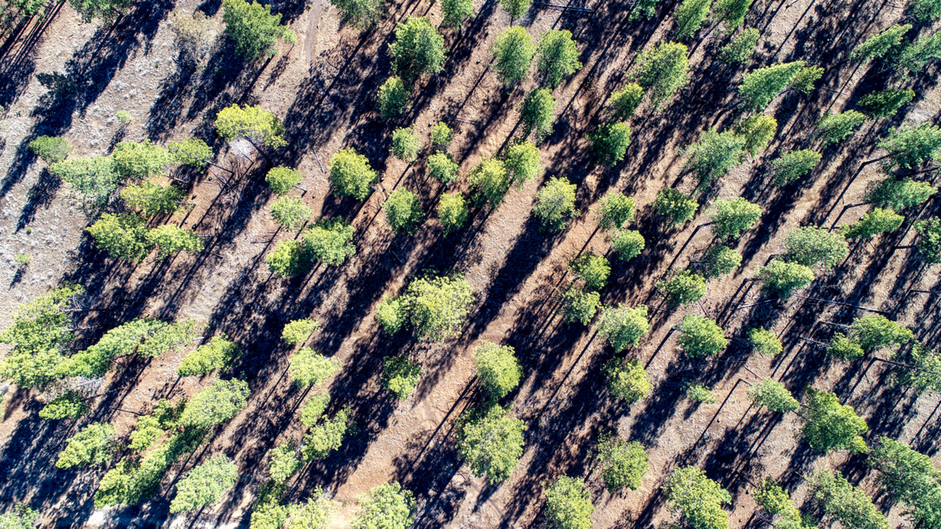 An image depicting the trail Phil's Trailhead Skills Loop Trail and its surrounding area.