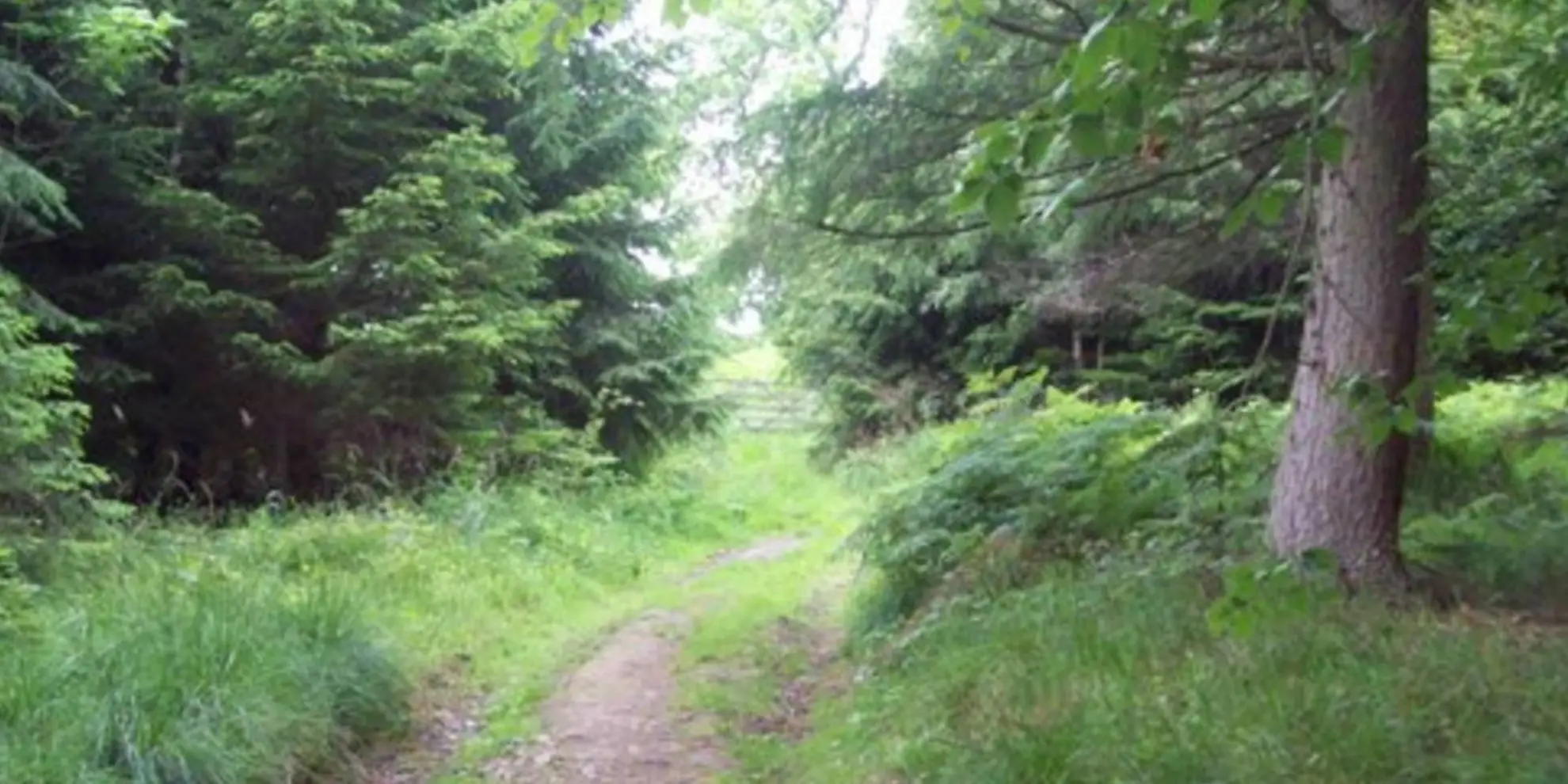 An image depicting the trail Highlow Wood - Mill Wood - Offerton Moor and Callow Wood and its surrounding area.