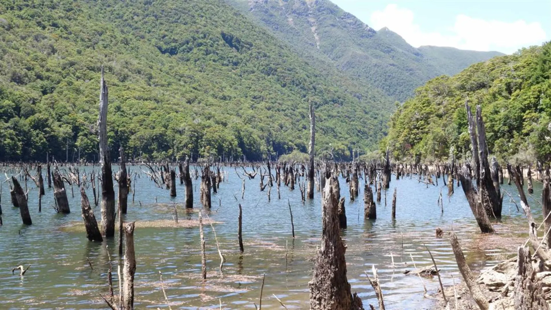 An image depicting the trail Anatoki Track - Anatoki Forks Hut to Waingaro Forks Hut and its surrounding area.