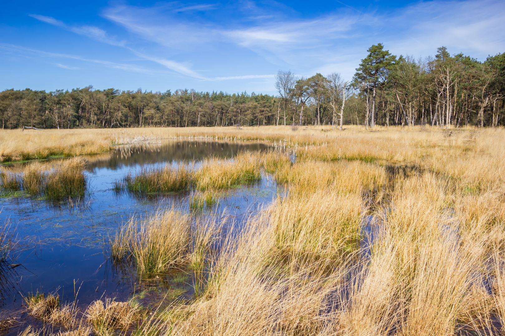 An image depicting the trail Blauwe Gat and Vlasveen Loop and its surrounding area.