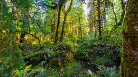 An image depicting the trail Spruce Nature Trail and its surrounding area.