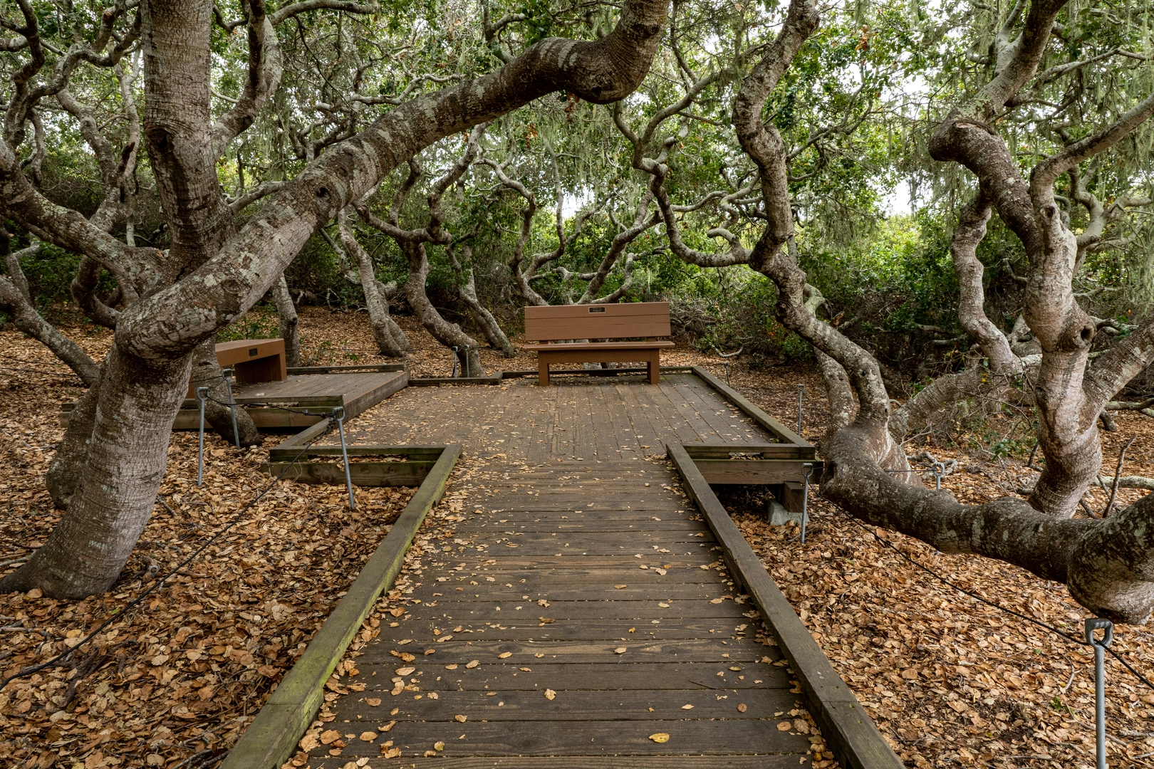 An image depicting the trail Elfin Forest Recreational Reserve Loop and its surrounding area.
