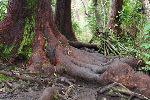 Ko'olau Summit Trail