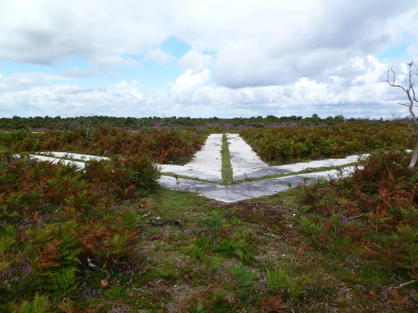 An image depicting the trail Frogham to Fritham Walk and its surrounding area.