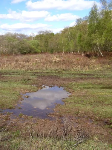 Stubbs Wood, Honey Hill and Frame Wood Loop
