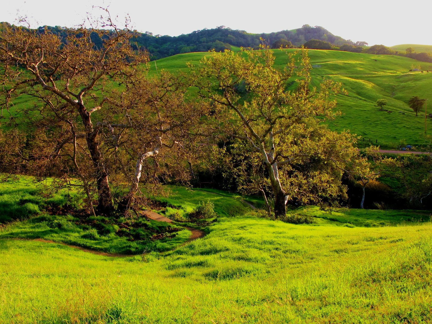 An image depicting the trail Filipponi Trail and Johnson Ranch Loop and its surrounding area.