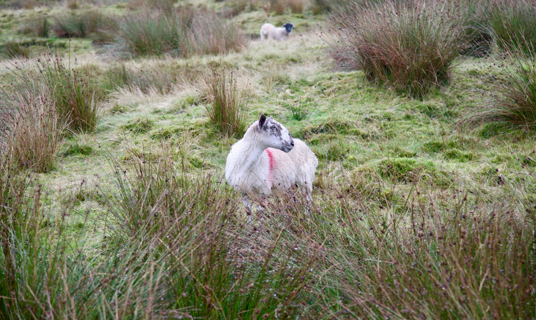 An image depicting the trail Bolton to Clough Bottom Reservoir via Pennine Bridleway and its surrounding area.