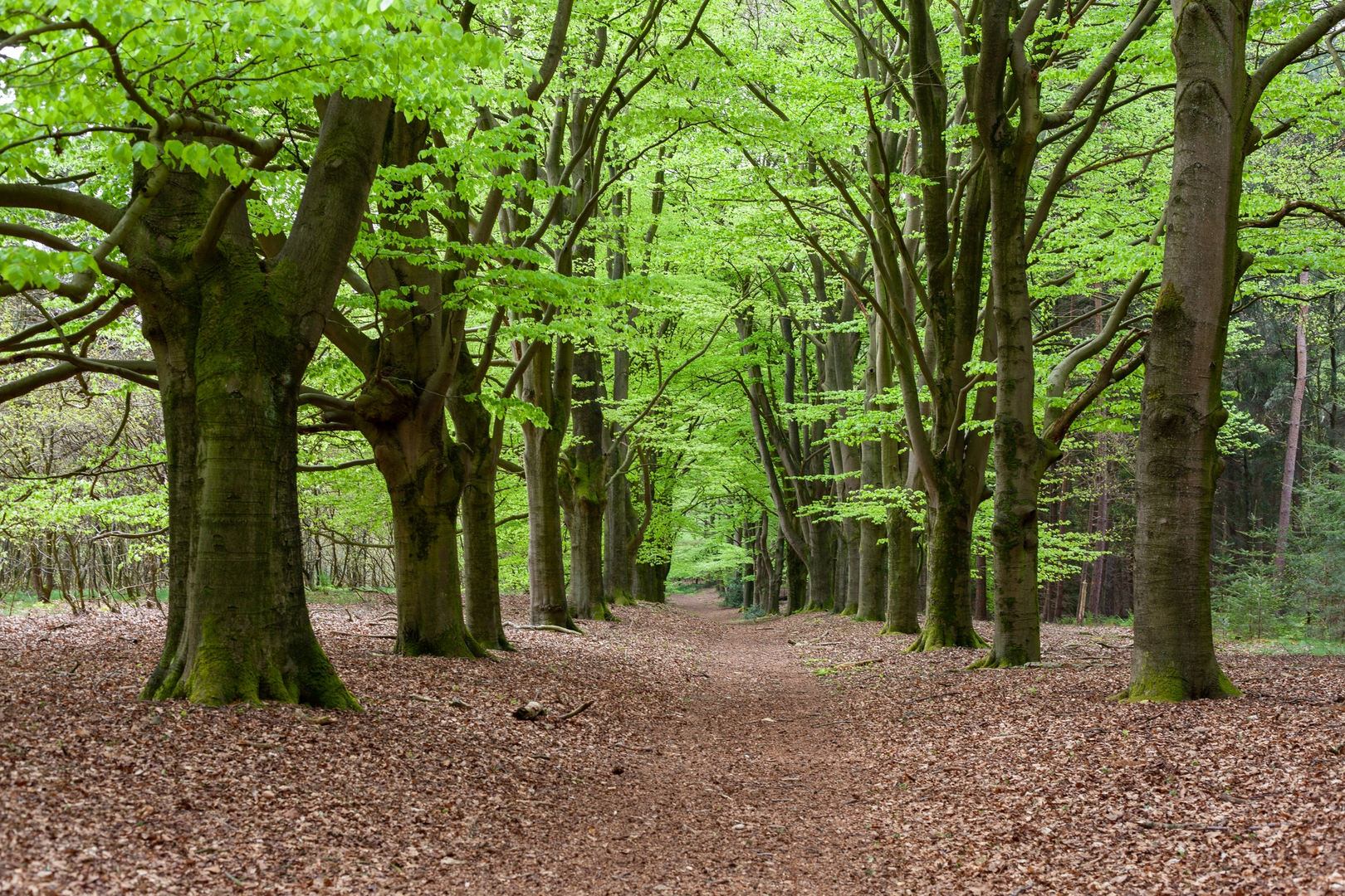 An image depicting the trail De Kozakkenput Loop and its surrounding area.